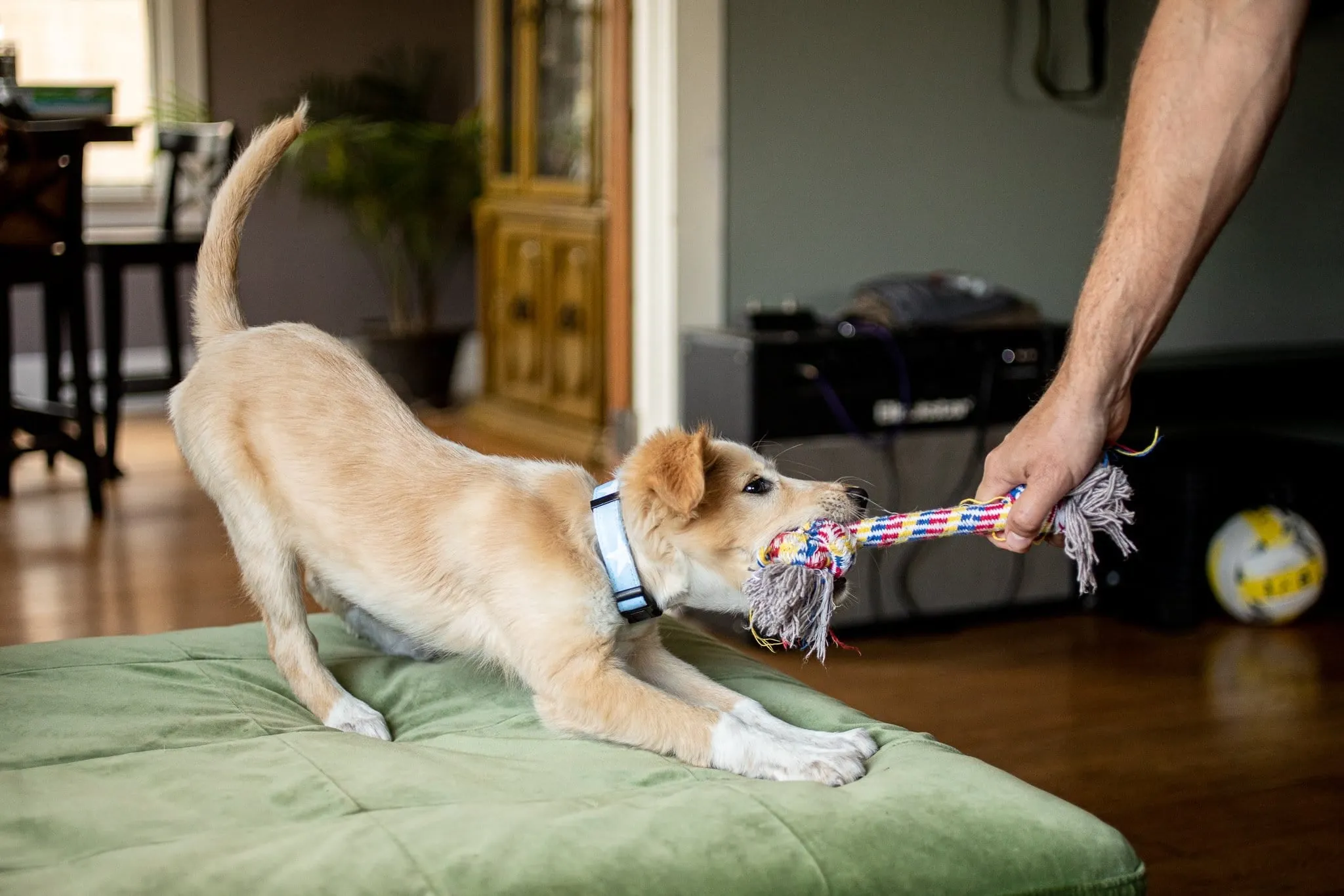 Blue Stars Dog Collar for Small , Medium and Large Dogs