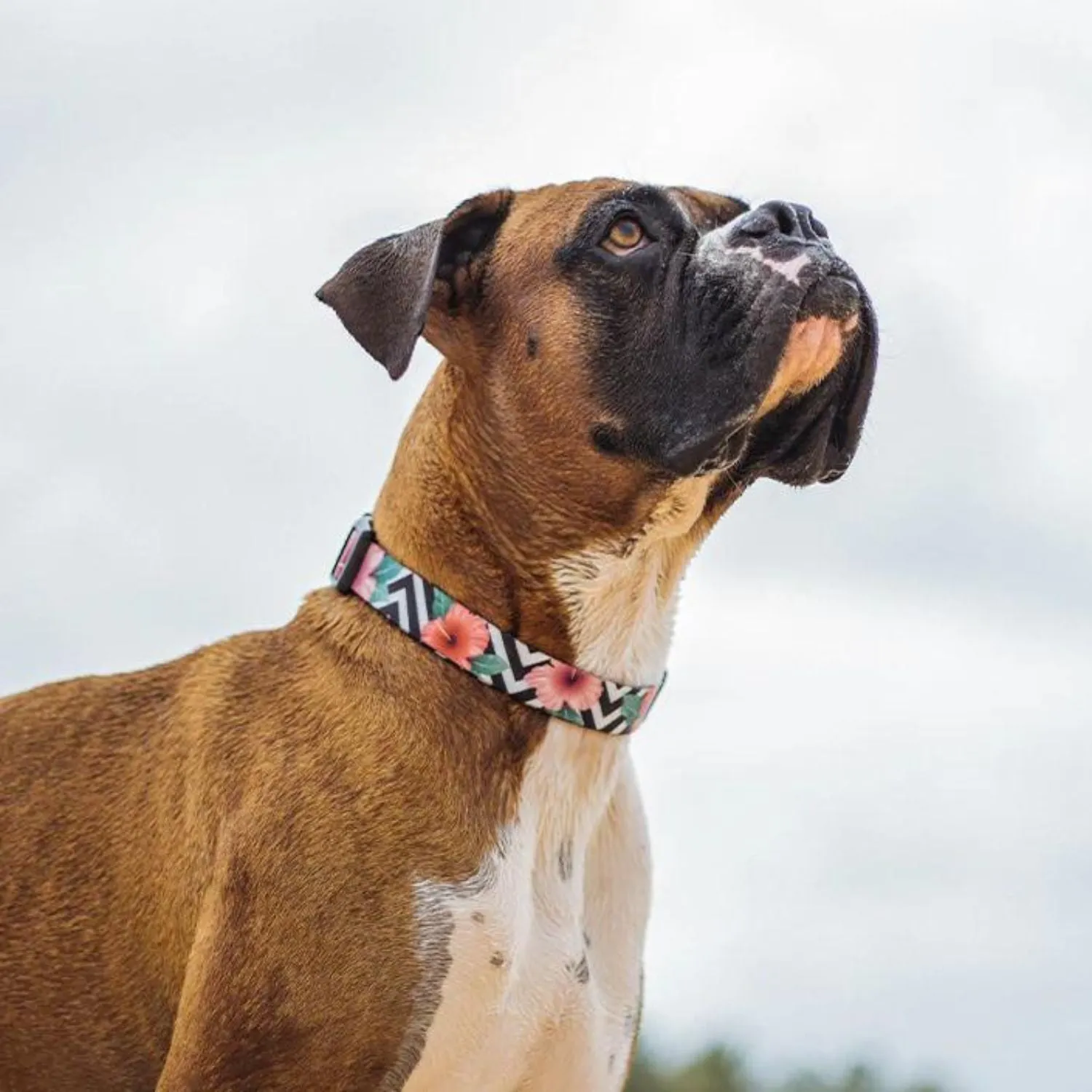 Mahalo Dog Collar