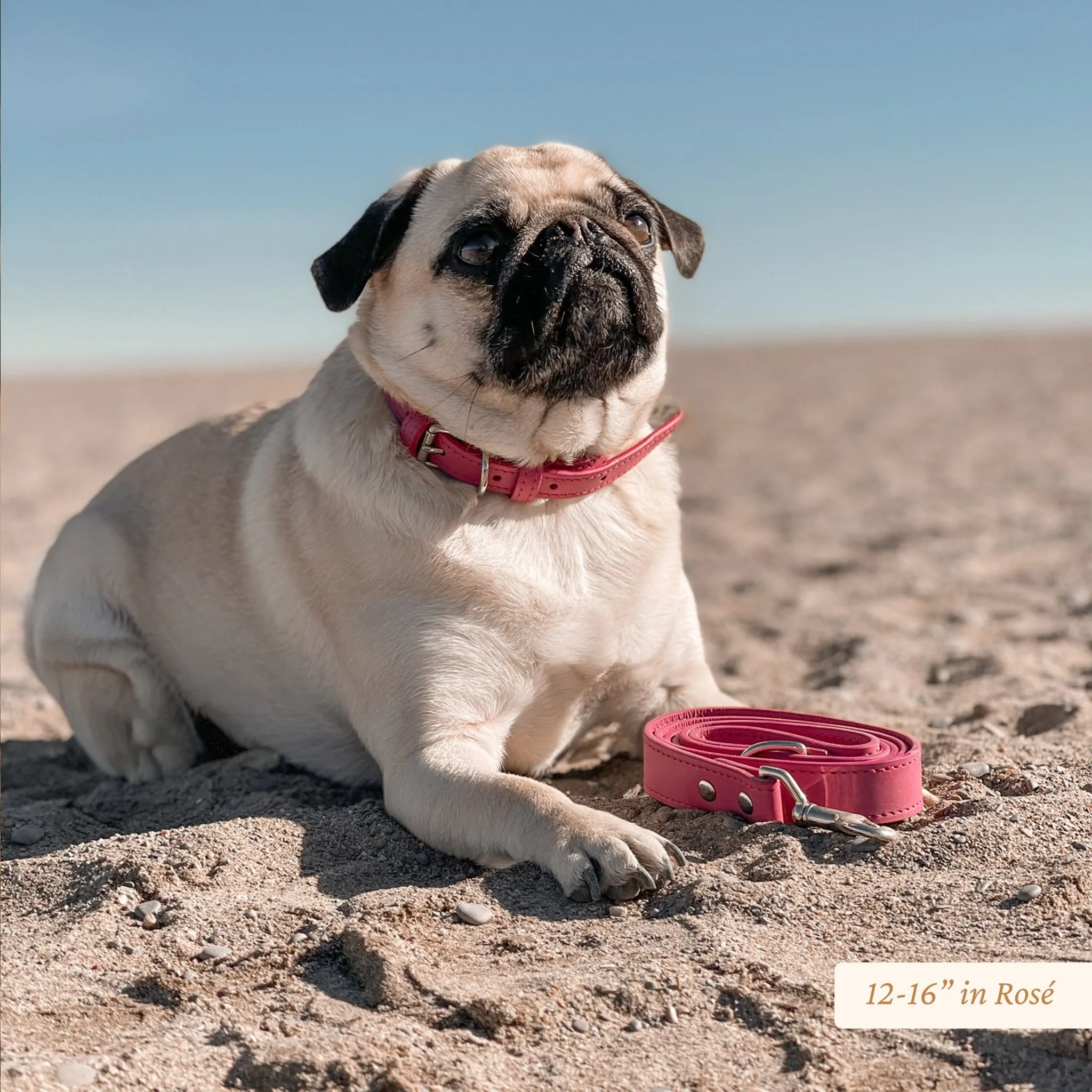 Signature Leather Dog Collar