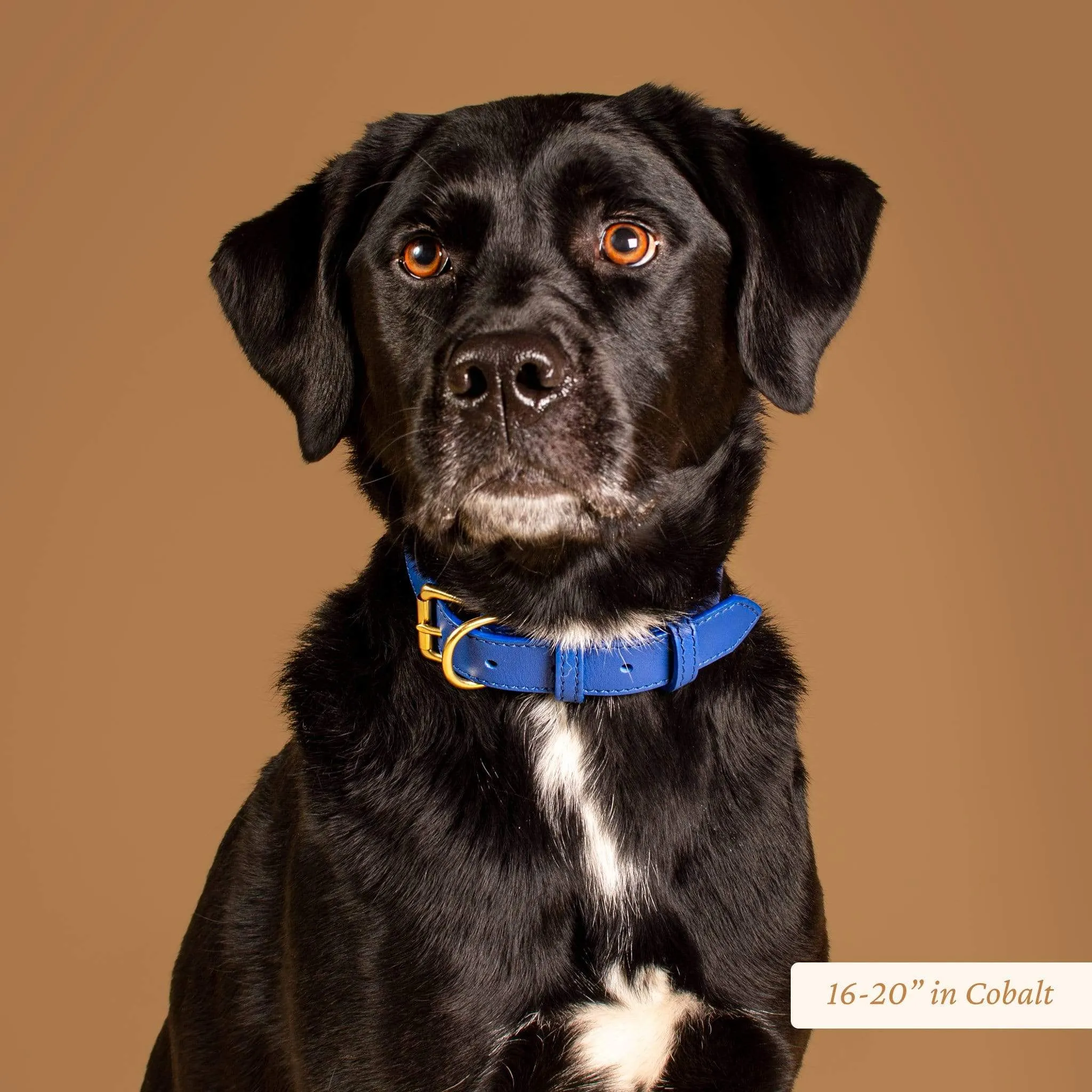 Signature Leather Dog Collar