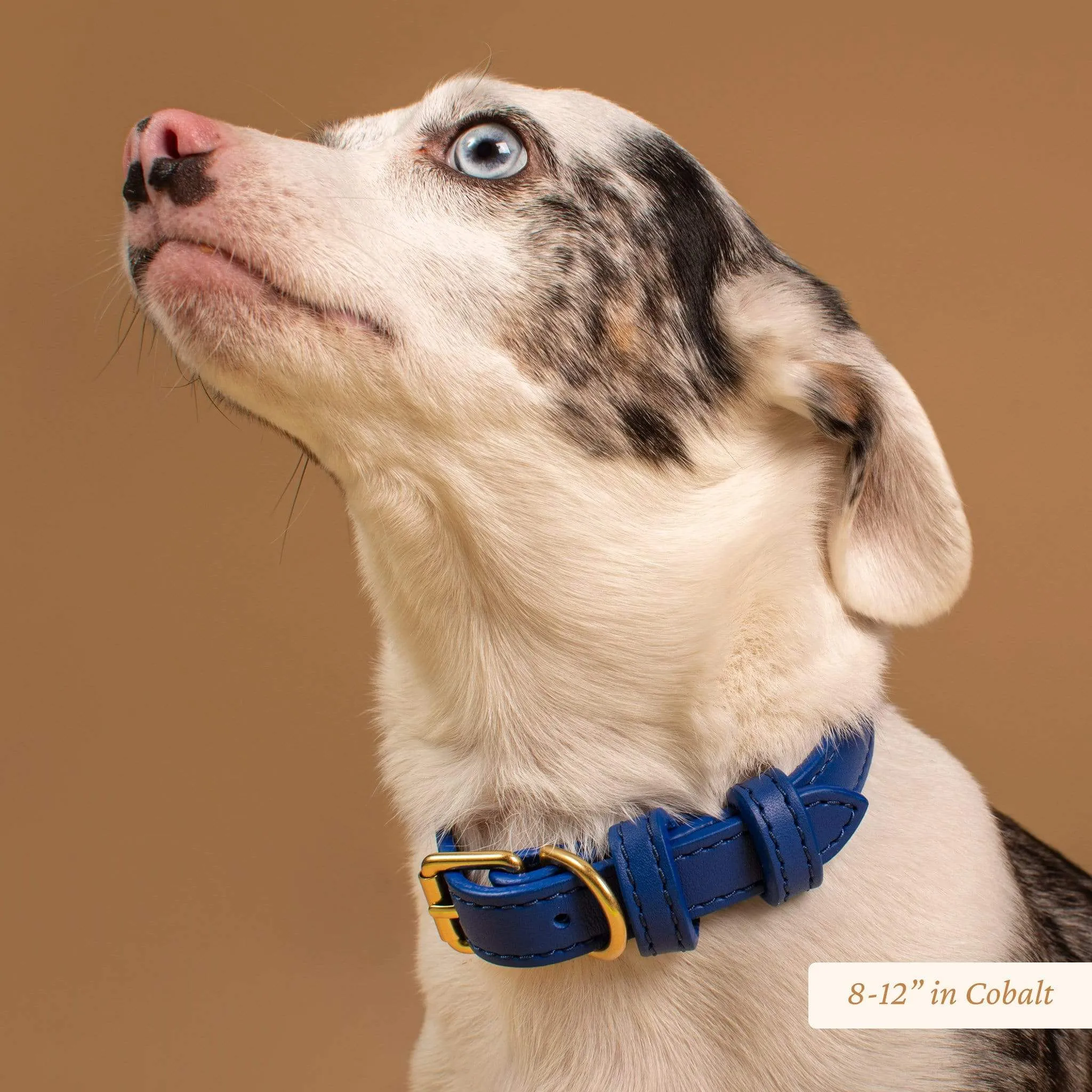 Signature Leather Dog Collar