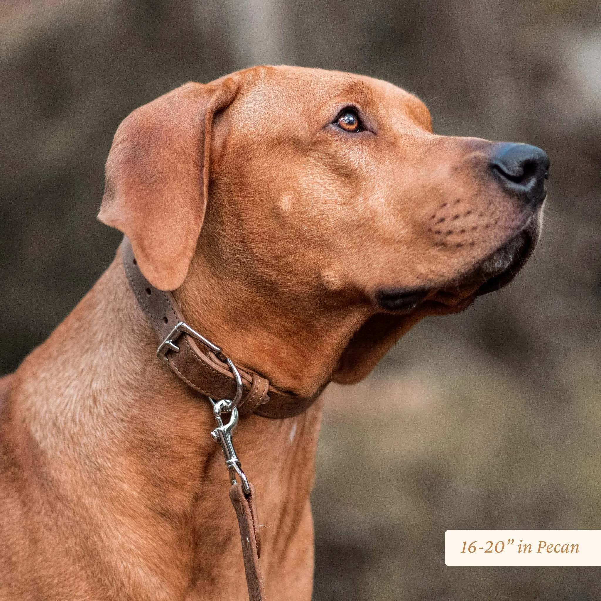 Signature Leather Dog Collar