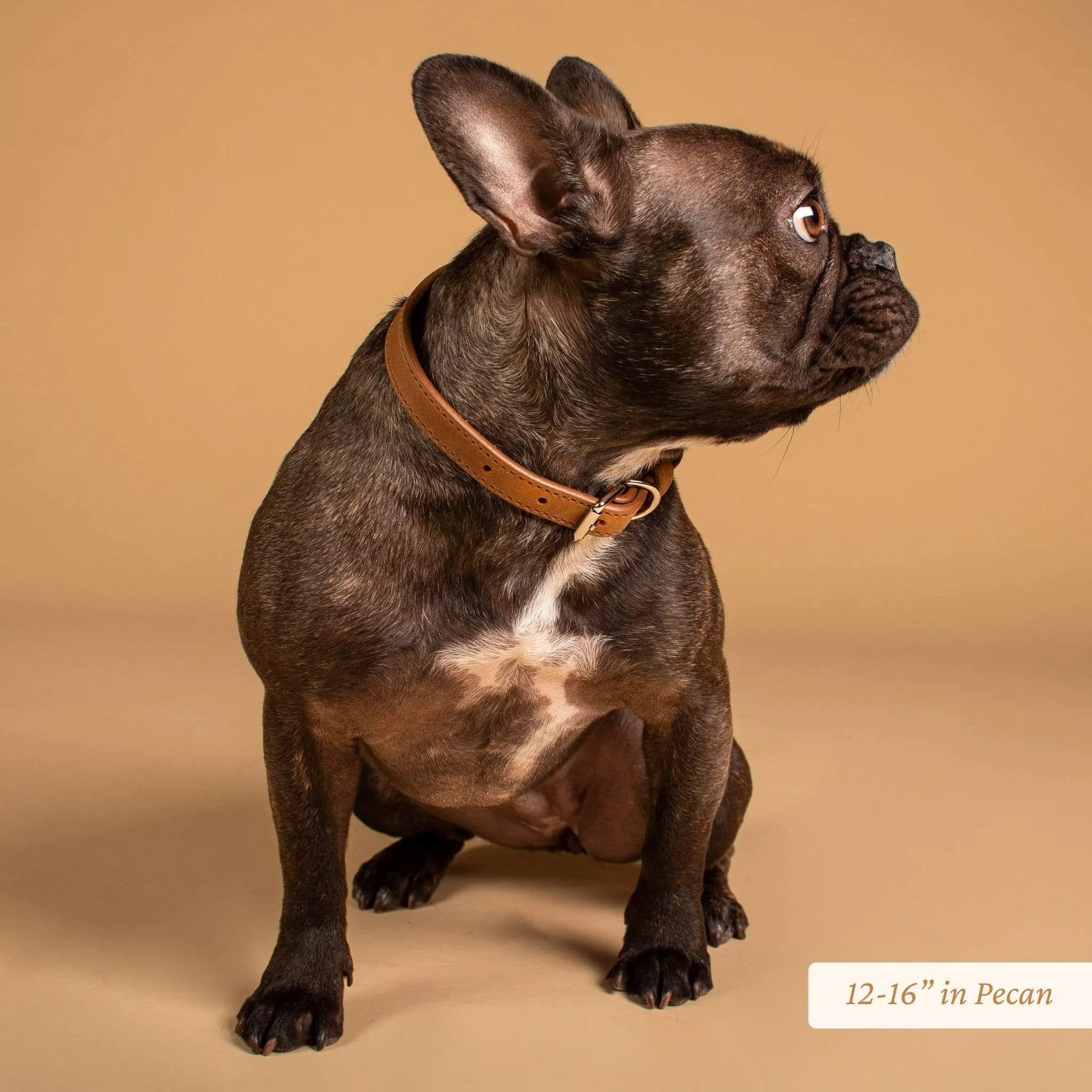 Signature Leather Dog Collar